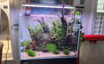 Aqua Nature Tropical Fish
