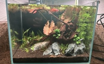 Aqua Nature Tropical Fish