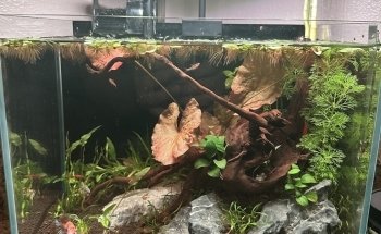 Aqua Nature Tropical Fish