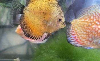 Aqua Nature Tropical Fish