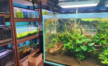 Aqua Nature Tropical Fish