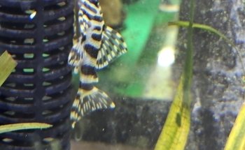 Aqua Nature Tropical Fish