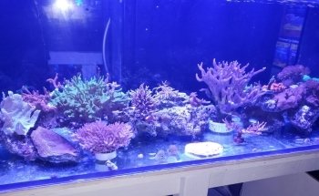 Aquarium Obsessions Saltwater Shop