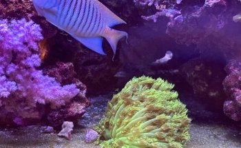 Aquarium Obsessions Saltwater Shop