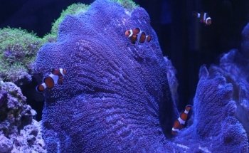 Aquarium Obsessions Saltwater Shop