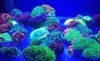 Aquarium Obsessions Saltwater Shop