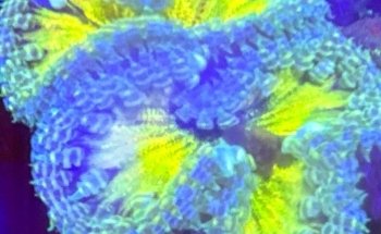 Aquarium Obsessions Saltwater Shop