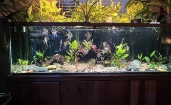 Mike & Miguel's Fish and Plant Store