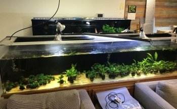 Mike & Miguel's Fish and Plant Store