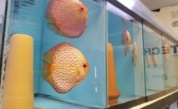 Mike & Miguel's Fish and Plant Store