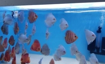 Mike & Miguel's Fish and Plant Store