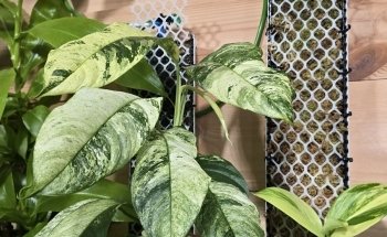 Mike & Miguel's Fish and Plant Store