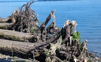 Nisqually Reach Nature Center