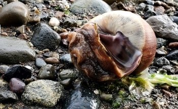 Nisqually Reach Nature Center