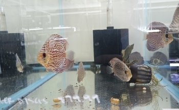 Fish Cave LLC