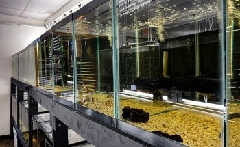 Cueva de Peces SRL