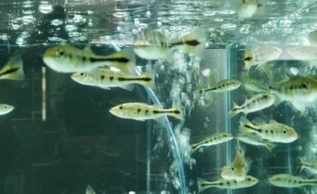 Fish Cave LLC