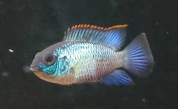 Fish Cave LLC