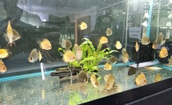 Fish Cave LLC
