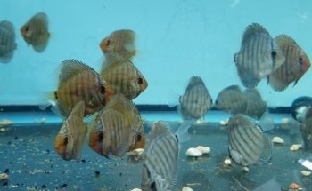 Fish Cave LLC