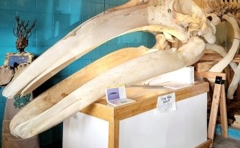 Westport Aquarium