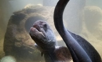 Westport Aquarium