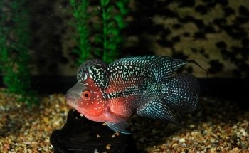LiveAquaria