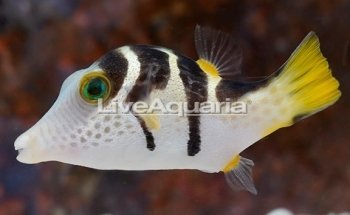 LiveAquaria