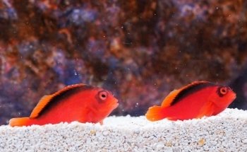LiveAquaria