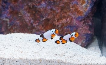 LiveAquaria