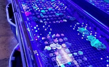 Your Reef Aquarium