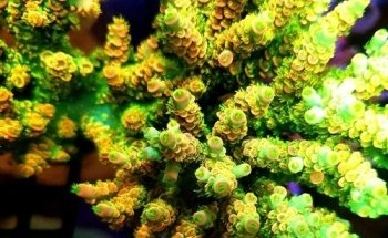 Your Reef Aquarium