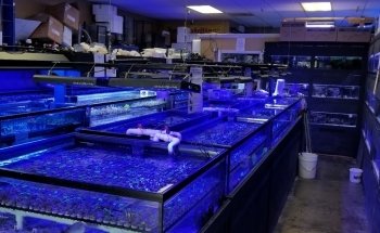 Your Reef Aquarium