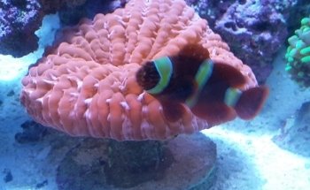 Your Reef Aquarium