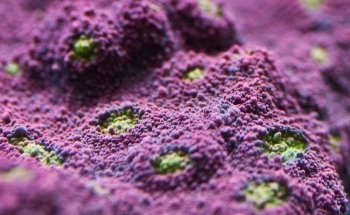 Your Reef Aquarium