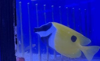 Your Reef Aquarium