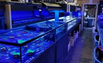 Your Reef Aquarium