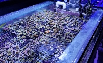 Your Reef Aquarium