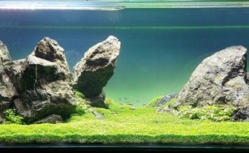 Planted aquariums Showroom