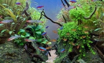 Planted aquariums Showroom