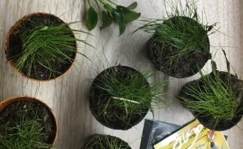 Planted aquariums Showroom