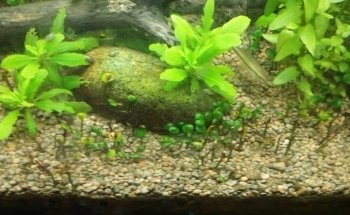 Planted aquariums Showroom