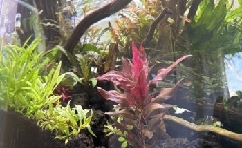 Planted aquariums Showroom