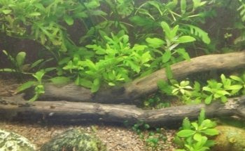 Planted aquariums Showroom