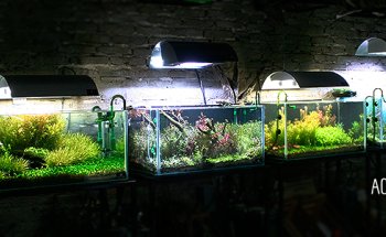 Planted aquariums Showroom