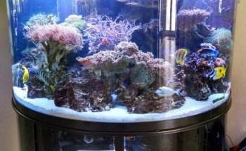 Tank Smart Aquariums