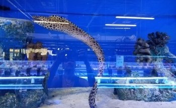 Tank Smart Aquariums