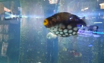 Tank Smart Aquariums