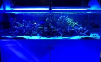 Advanced Marine Aquatics