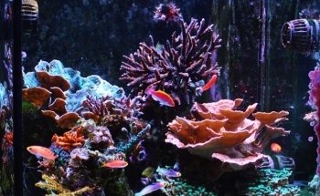 Advanced Marine Aquatics